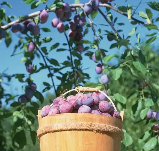 乌梅干的功效与作用，乌梅泡水的功效与作用（没想到竟然还有这么多功效）
