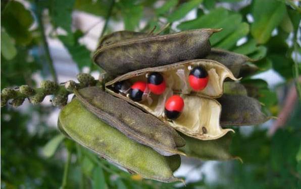 红豆的花语是什么，相思红豆的花语（“红豆”最相思）