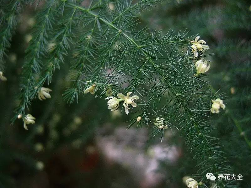 吊兰什么时候开花，口红吊兰什么时候开花（吊兰绿萝竟然也能开出花）