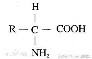 氨基酸成分分析，氨基酸有什么成分（化妆品中的氨基酸成分有什么作用）