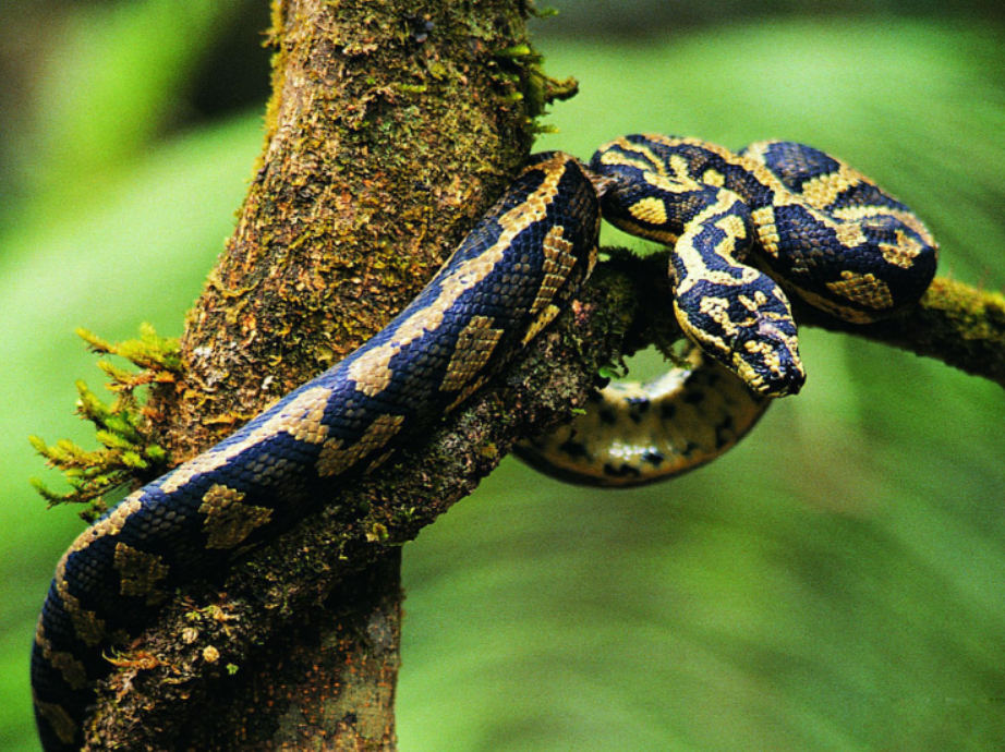 周公解梦蛇进家里是什么预兆(梦见蛇代表什么?会是什么预兆?