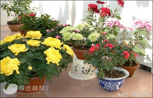 中华文木盆景值钱吗，中华蚊母盆景图片（近60平方米的凉台拿来做什么）