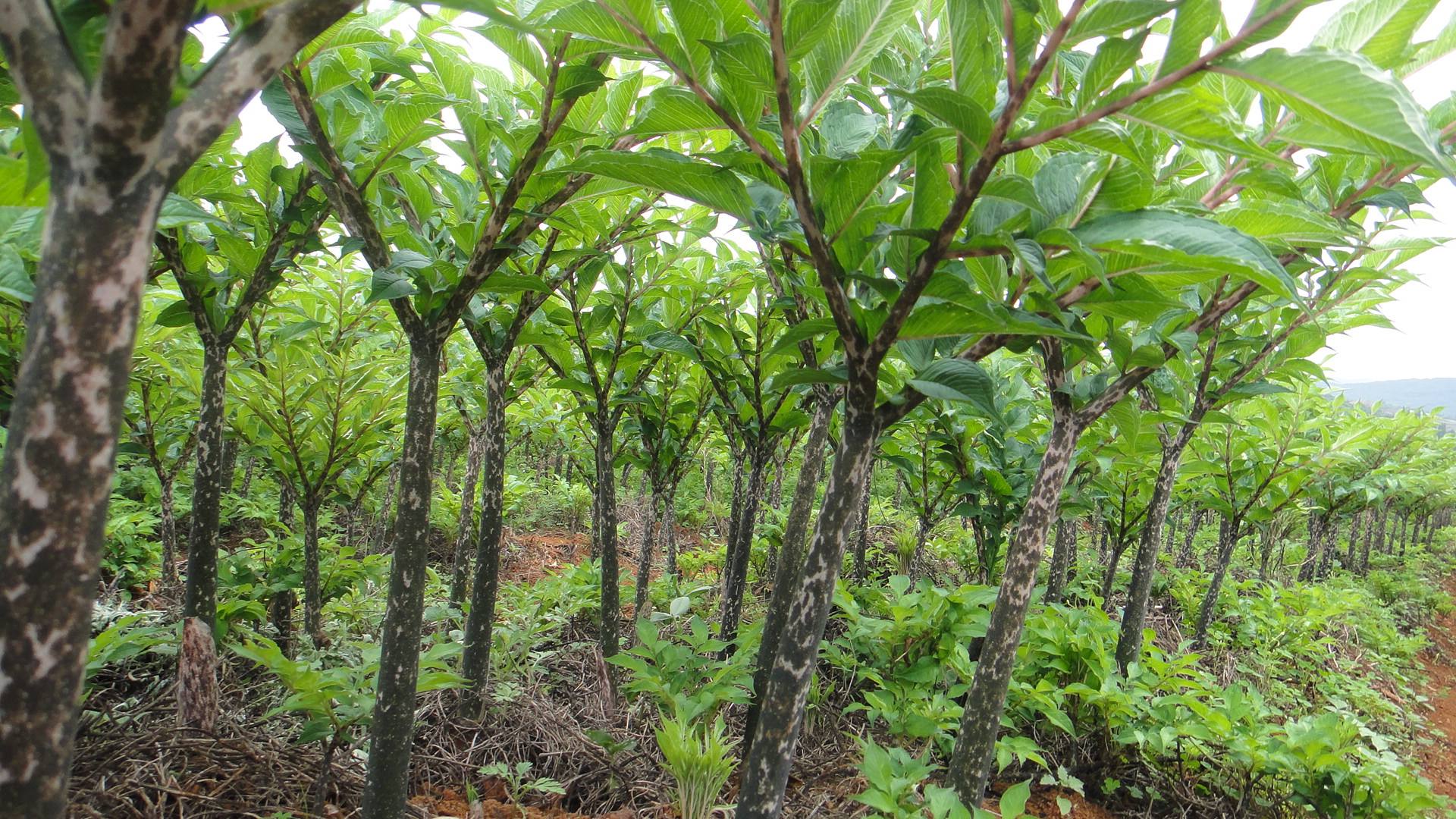 魔芋的功效和副作用jìn jì(农村这种东西,全株有毒,女人们却还要吃!