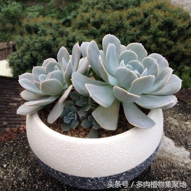 很值得养的多肉普货,多肉植物鲁氏石莲