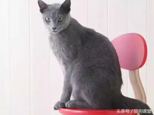 蓝猫多少种（全球蓝猫品种大揭秘）