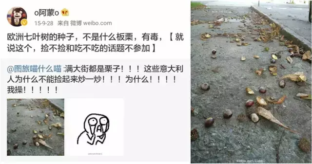 梭罗树是什么植物，梭罗树是什么植物类型（七叶树不是娑罗树）