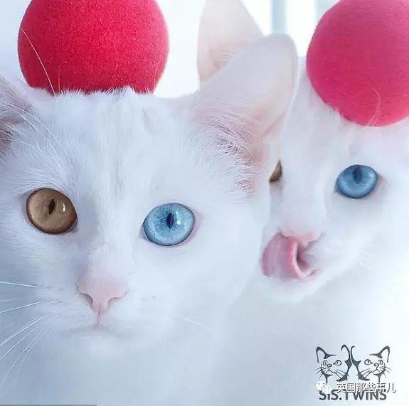 Addiction微信昵称（上瘾）网名，Addiction微信昵称（上瘾）微信昵称（一眼阳光一眼海洋……这对超美超仙的白猫双胞胎）