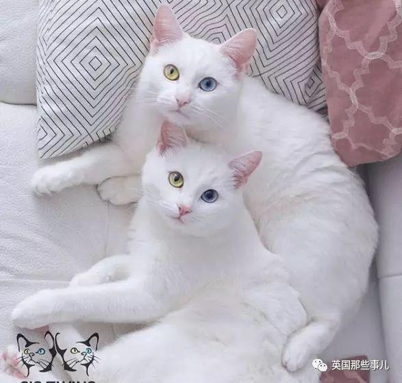 Addiction微信昵称（上瘾）网名，Addiction微信昵称（上瘾）微信昵称（一眼阳光一眼海洋……这对超美超仙的白猫双胞胎）