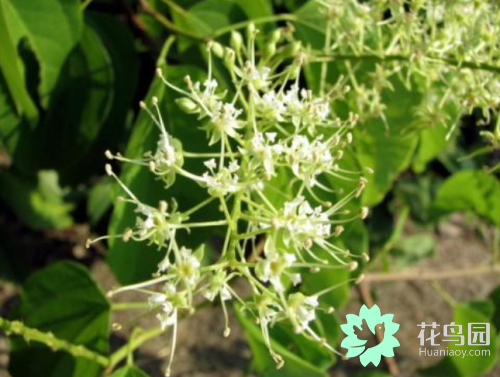 龙须藤的功效，龙须藤的功效及图片（龙须藤的经济价值与功效）