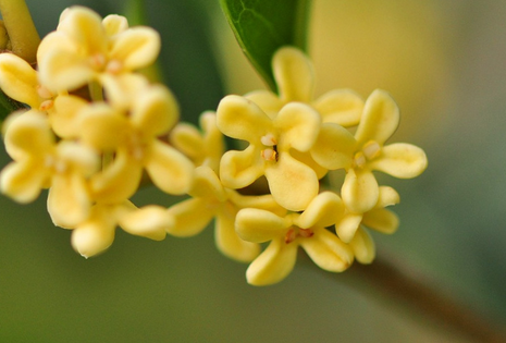 桂花几月开（关于桂花开花的季节介绍）