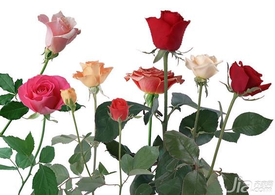九朵玫瑰花代表什么意思（关于9朵玫瑰的花语及寓意讲解）