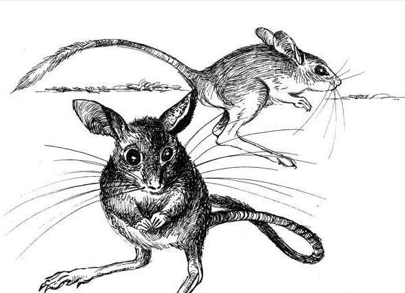 牙买加仓鼠的灭绝：人类犯下不可挽回的错误