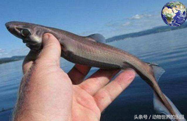 世界最小鲨鱼：硬背侏儒鲨，海洋给你关了一扇门，但也开了一扇窗