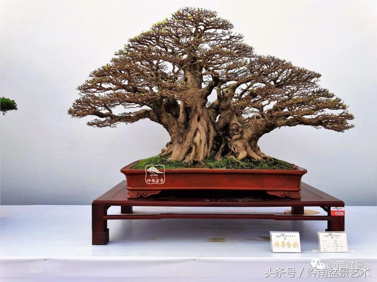 海峡两岸精品榕树盆景大荟萃图片(大型榕树盆景) - 彝家农业网