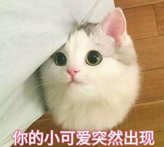 红色梵纹异国短毛猫多少钱 2020年三条红线房地产是什么