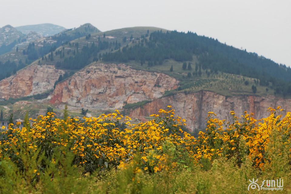 洋姜的最大功效，洋姜作用功效（竟然还有双向调节血糖的神奇功效）