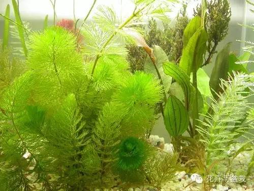 水生植物有哪些，水生植物有哪些分类（24种常见的水生植物）