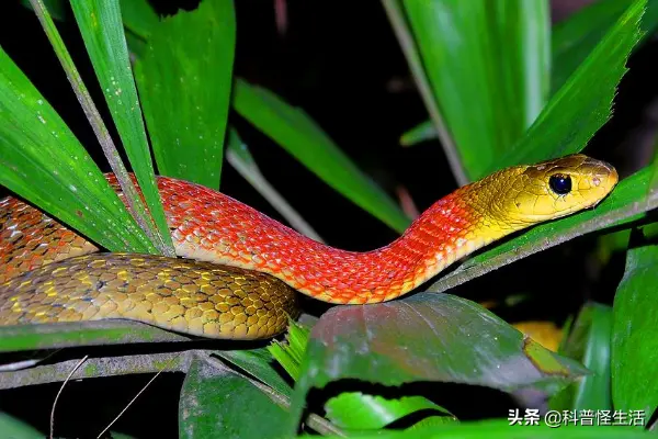 The most common snake in rural areas is second only to coral snakes in ...