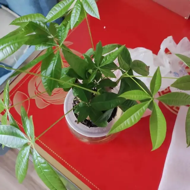 To grow a fortune tree at high temperature, avoid 3 o’clock, the green ...