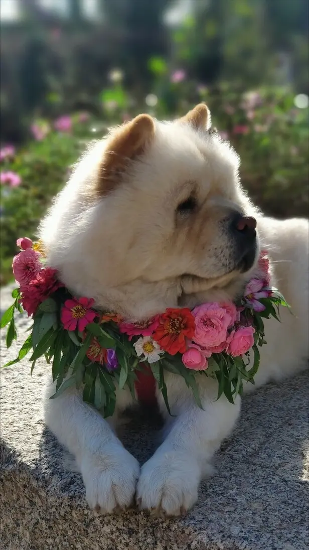 Why do lion chow smell so bad? It was these reasons housepet DayDayNews