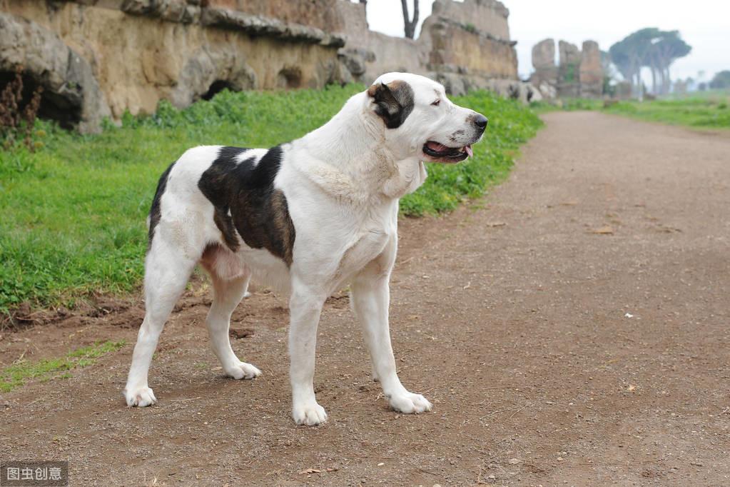 土佐犬性格特点 解析各种猛犬性格