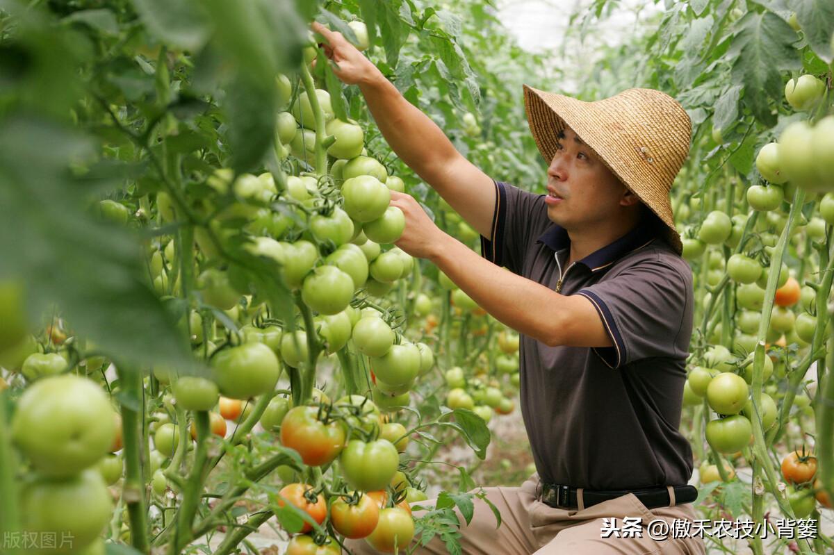 番茄的种植方法（手把手教你学会西红柿的种植方法）