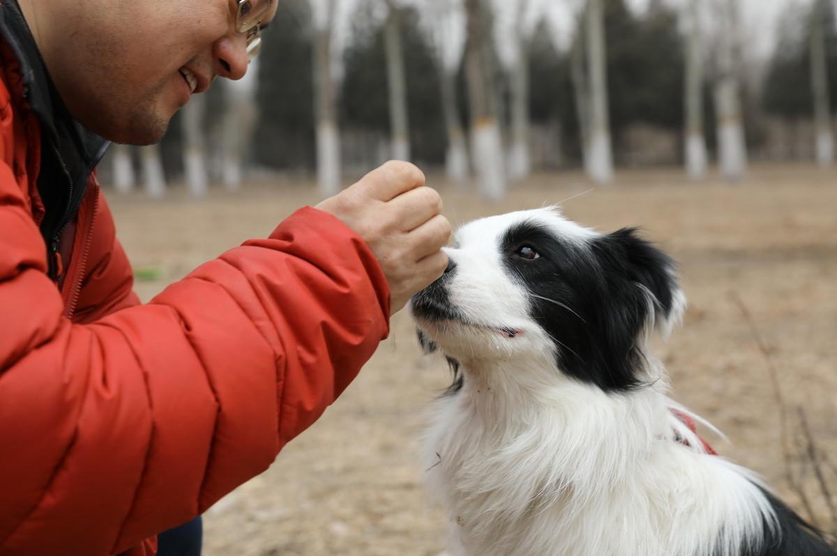 德国牧羊犬洗澡方法及注意事项（如何正确给德国牧羊犬洗澡）