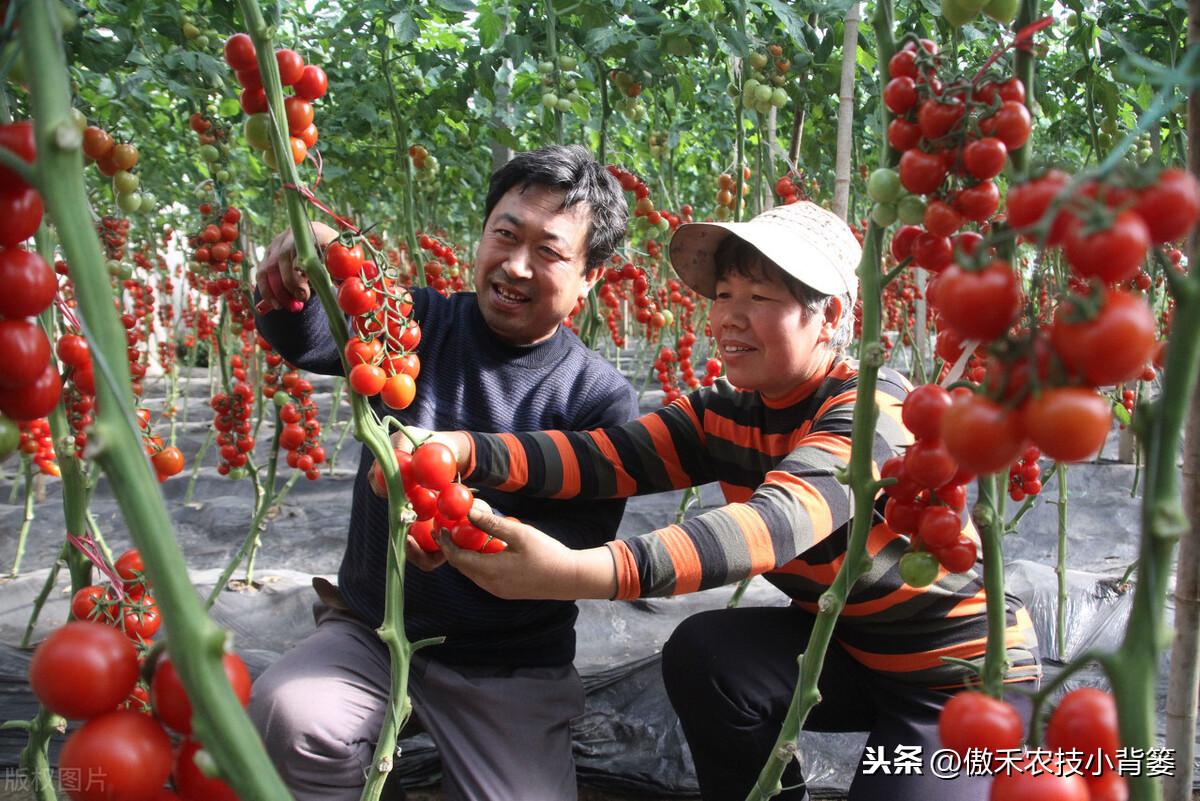 番茄的种植方法（手把手教你学会西红柿的种植方法）