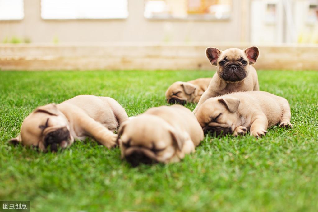 有血统证的法斗多少钱（法斗犬价格一览表）