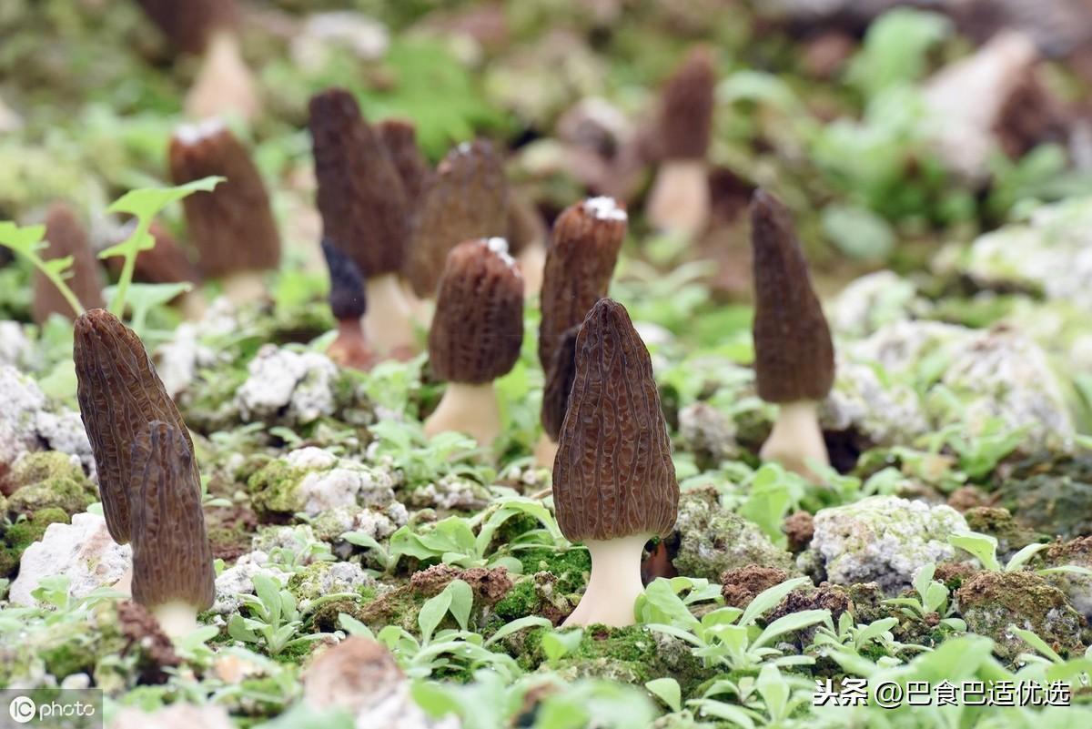 羊肚菌种植技术有哪些（详解羊肚菌的种植方法和种植要点）