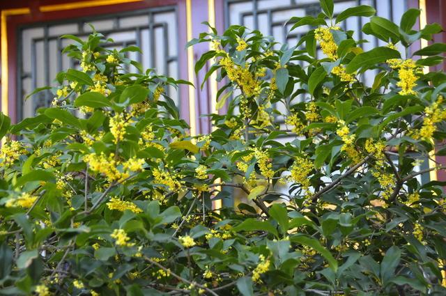 桂花树栽培技术，桂花树什么时候种植最好（枝繁叶茂鲜花挂满树枝）