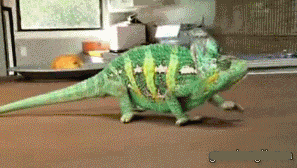 踩狗屎是什么征兆，做梦梦到踩狗屎是什么征兆（有时候踩到狗屎了）