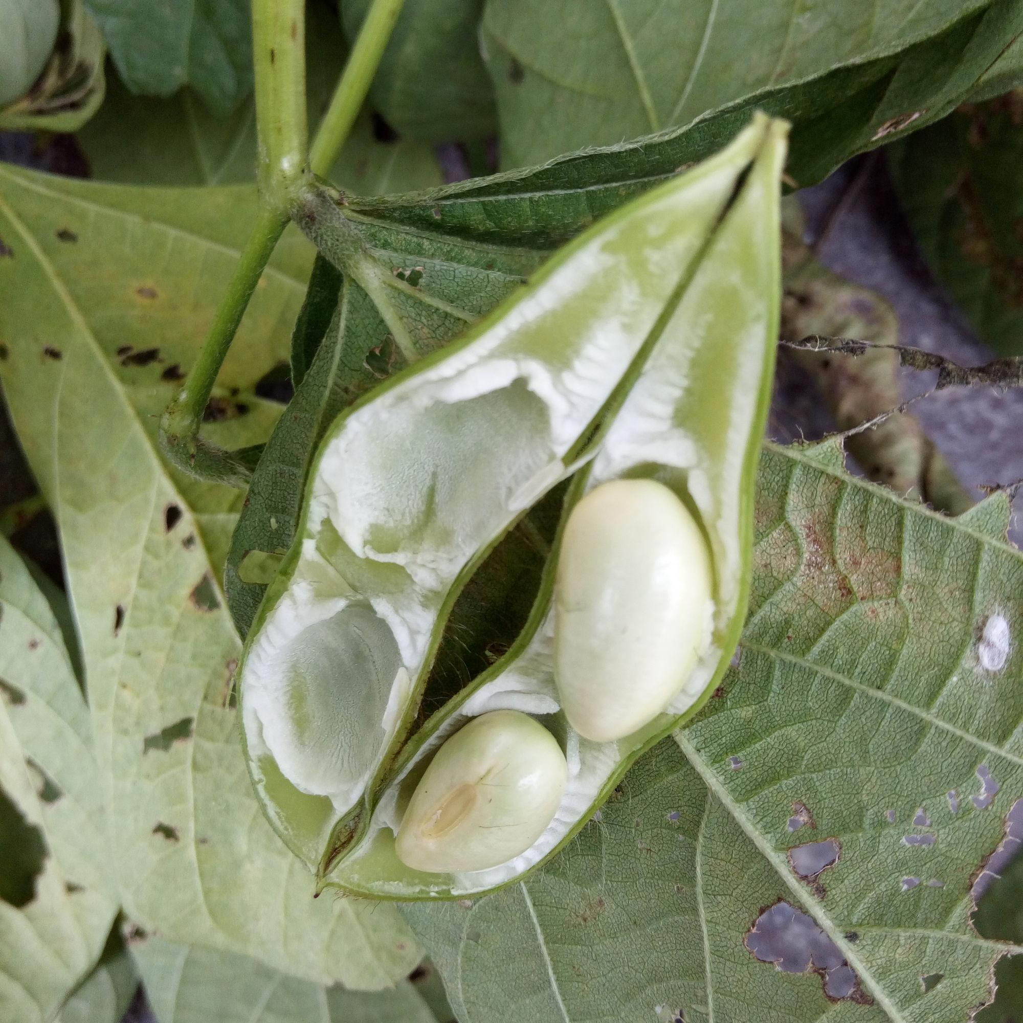 毛豆和黄豆一样吗，毛豆的功效与作用（城里的孩子知道的不多）