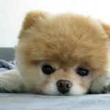 把酒祝东风216594623头像