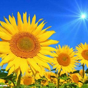 星星之火种头像