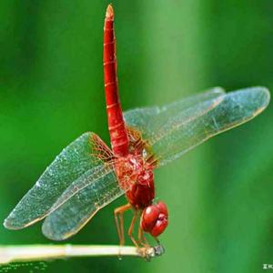 红蜻蜓2355头像