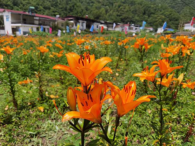 推动农旅融合 安康镇坪第三届 百合花节 圆满落幕 西西新闻