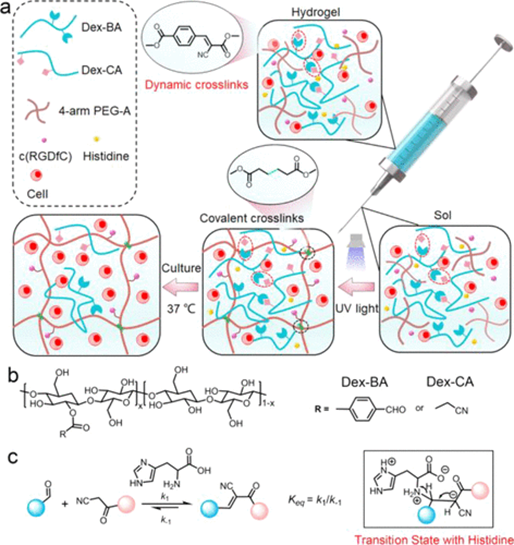 长春应化所李杲/肖春生,吉林大学孙天盟:可注射原位形成双网络水凝胶