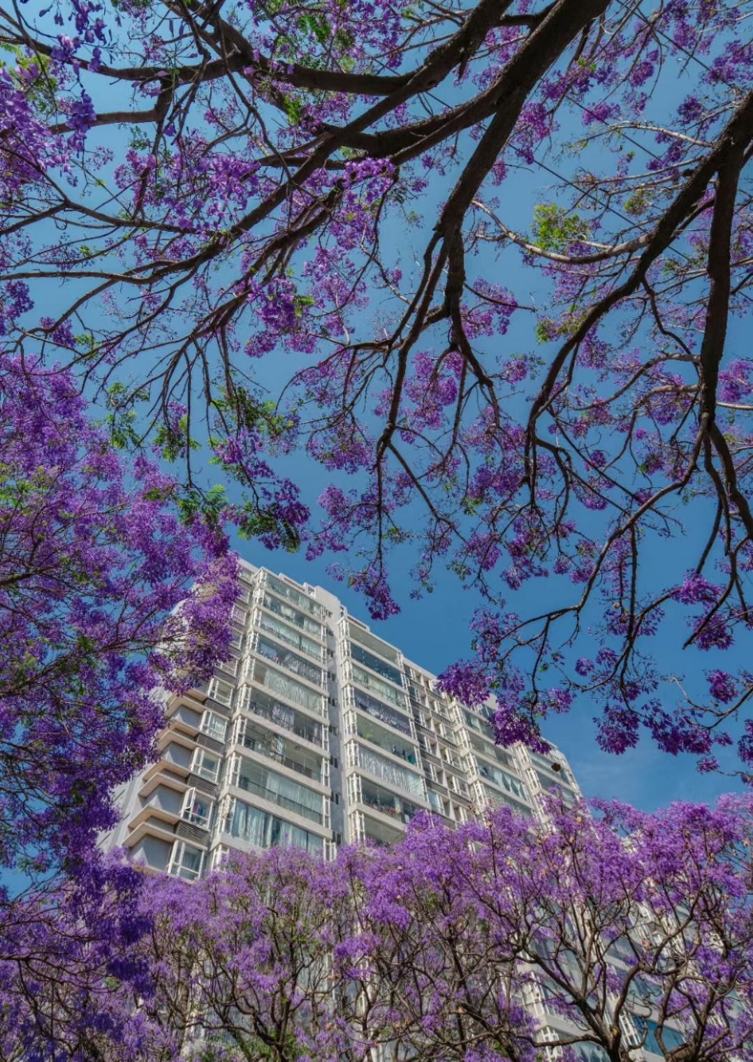 昆明的蓝花楹,你们喜欢吗__懂车帝