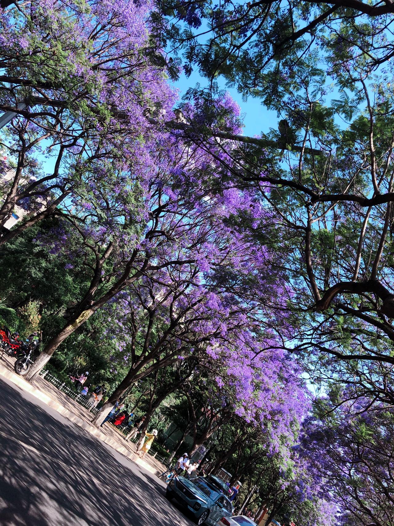 昆明的蓝花楹,你们喜欢吗__懂车帝