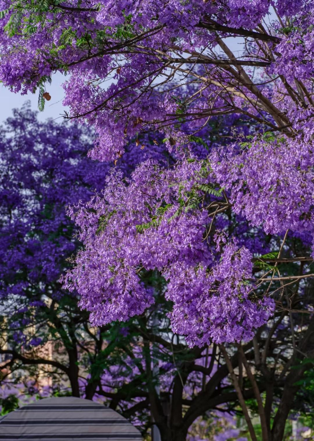 昆明的蓝花楹,你们喜欢吗__懂车帝