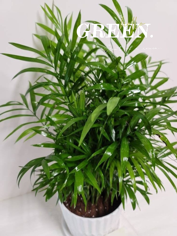 黄金葛 — 金色绿萝,它不香吗(10r左右) - 趣味头条