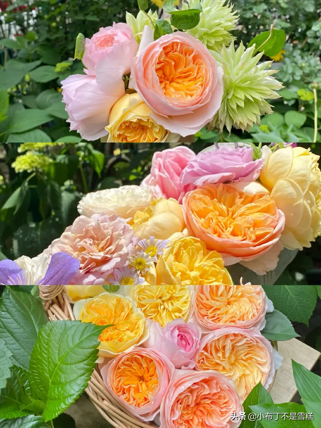 娜家小花园月季品种推荐之一 我家的小花园 - 114知识网