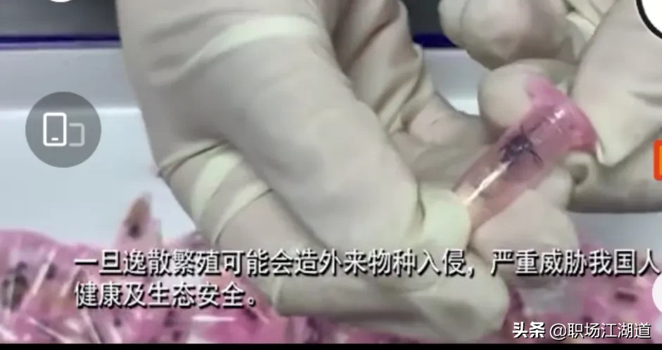 查获|上海海关查获406只活体蚂蚁 每只都单独放置管中网友有何居心