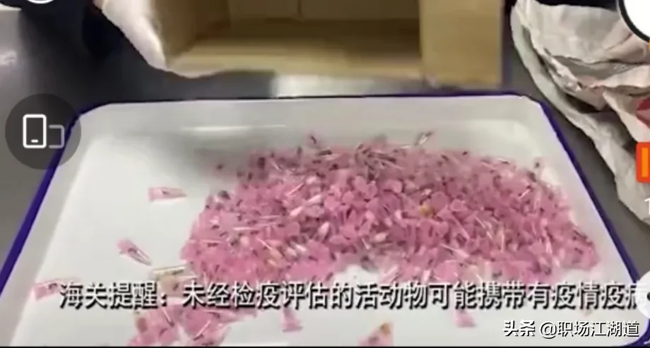 查获|上海海关查获406只活体蚂蚁 每只都单独放置管中网友有何居心