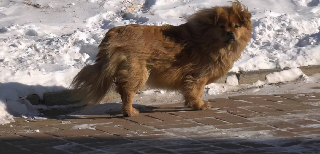 狗狗|主人去世狗狗原地守候5年 每天望向主人来的方向