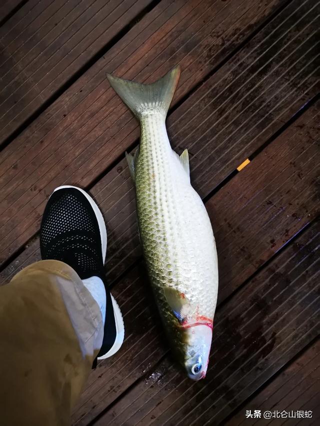 萵尿就黑漂 1年前 10 回覆 3條 回覆 唯有shi 1年前 鹹淡水的鯔魚土