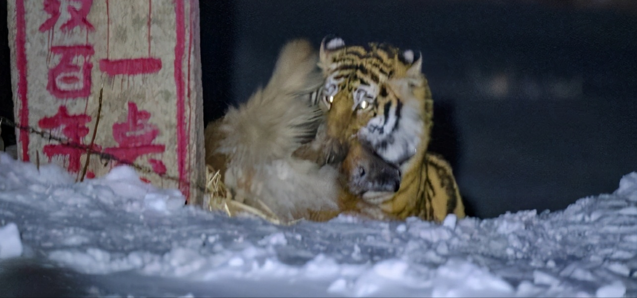 东北虎|实拍野生东北虎一跃而起咬住护院狗摄影师和老虎仅有七八米