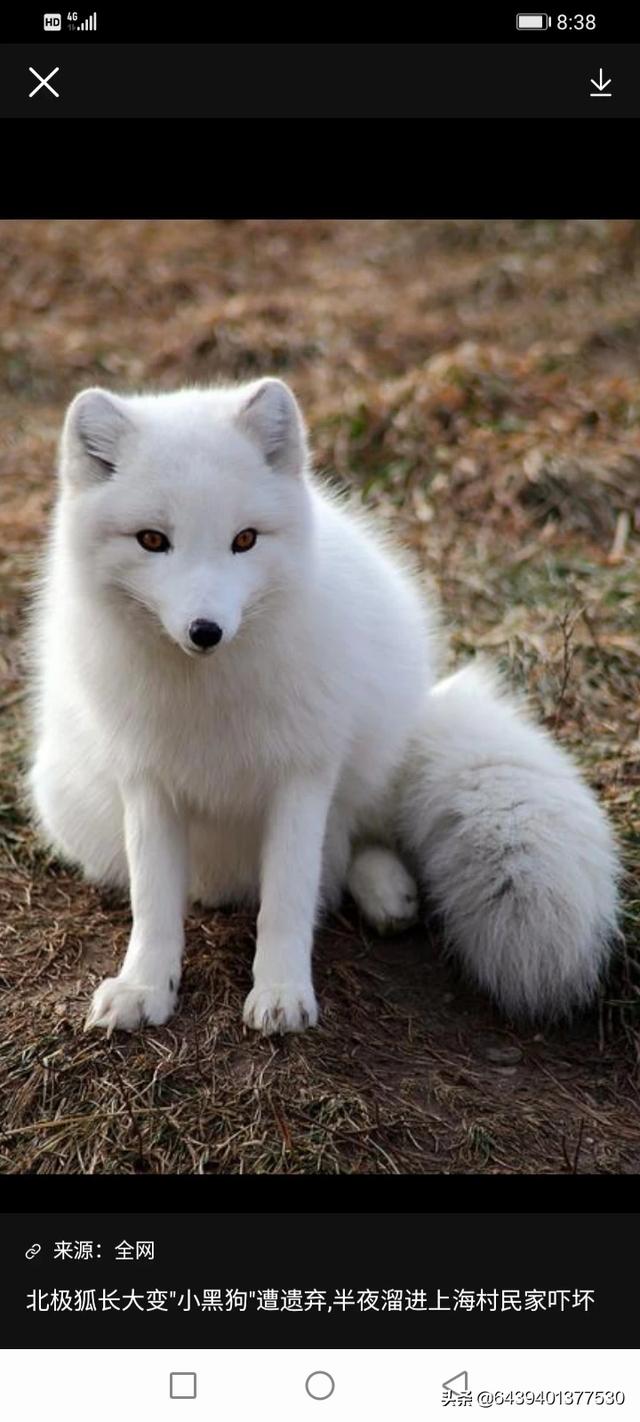 千年雪狐图片白狐图片