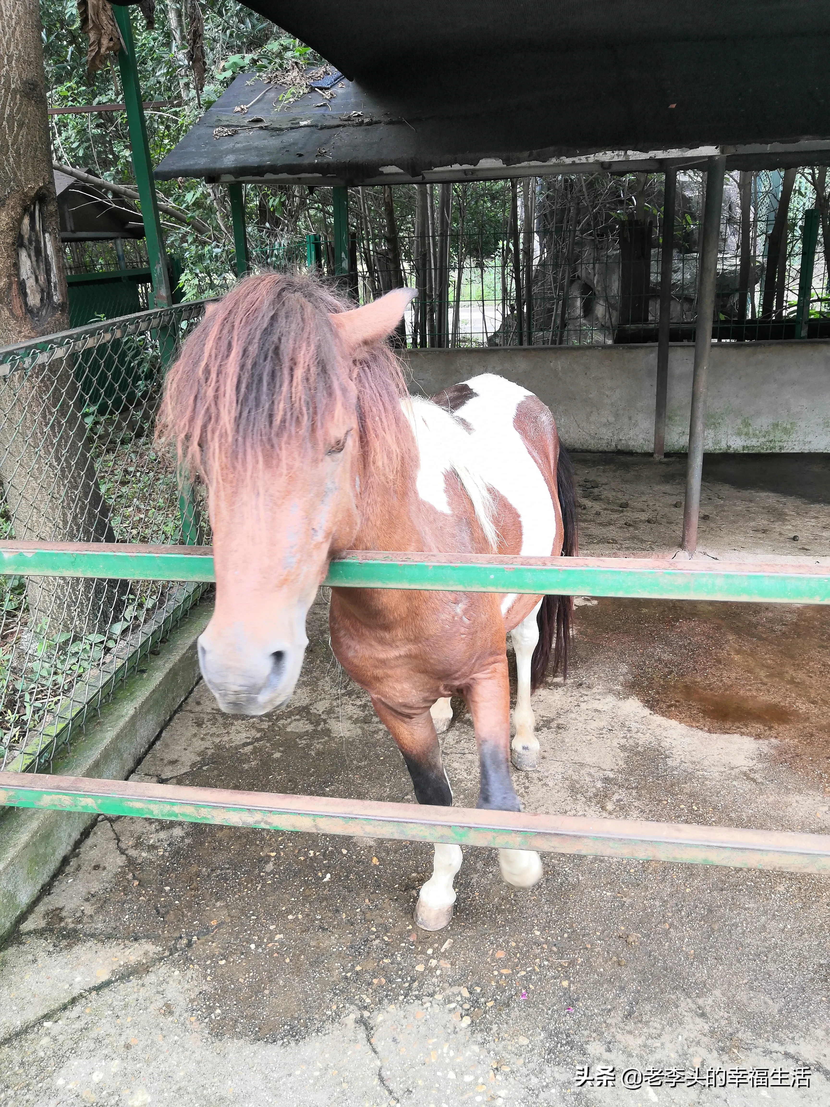 阴转晴 火鸡图片